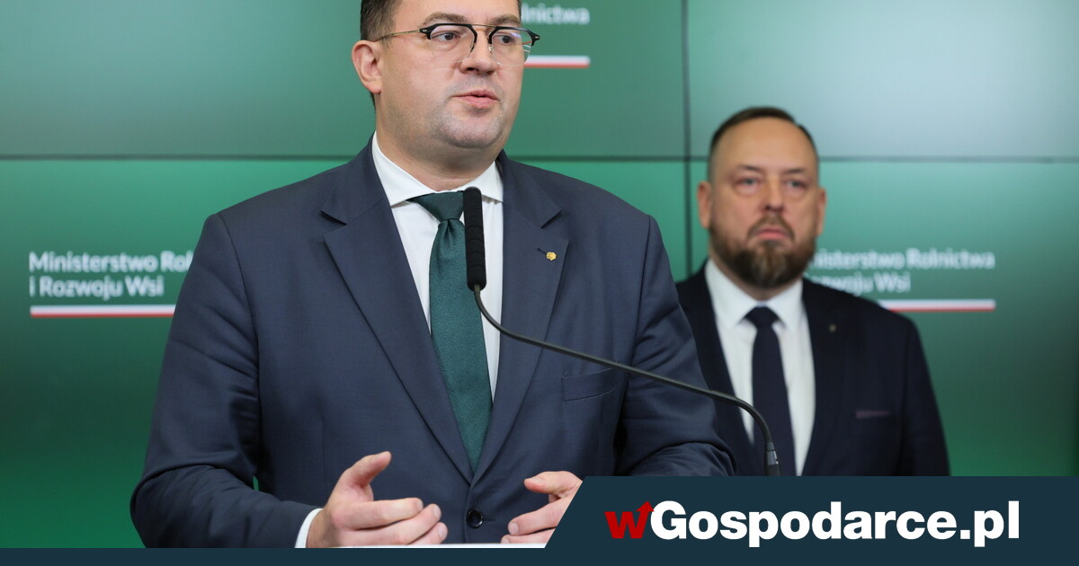 Truchło dzika z ASF podrzucone do zagłębia hodowli trzody