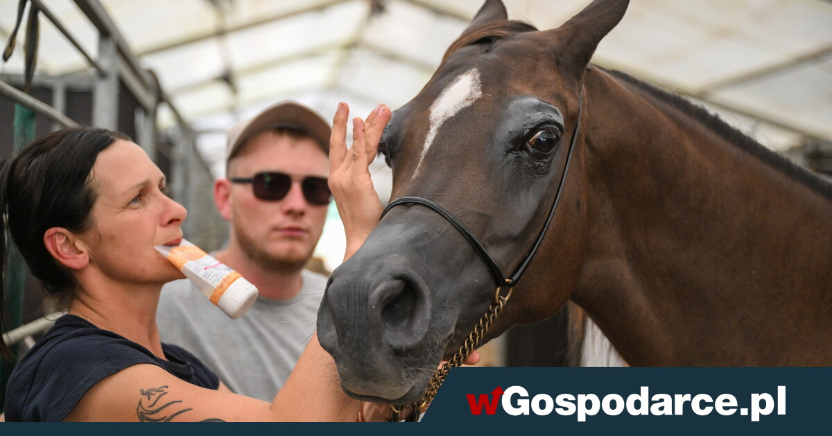Tajemnice sukcesu polskich koni. Dziś 55 aukcja [GALERIA]