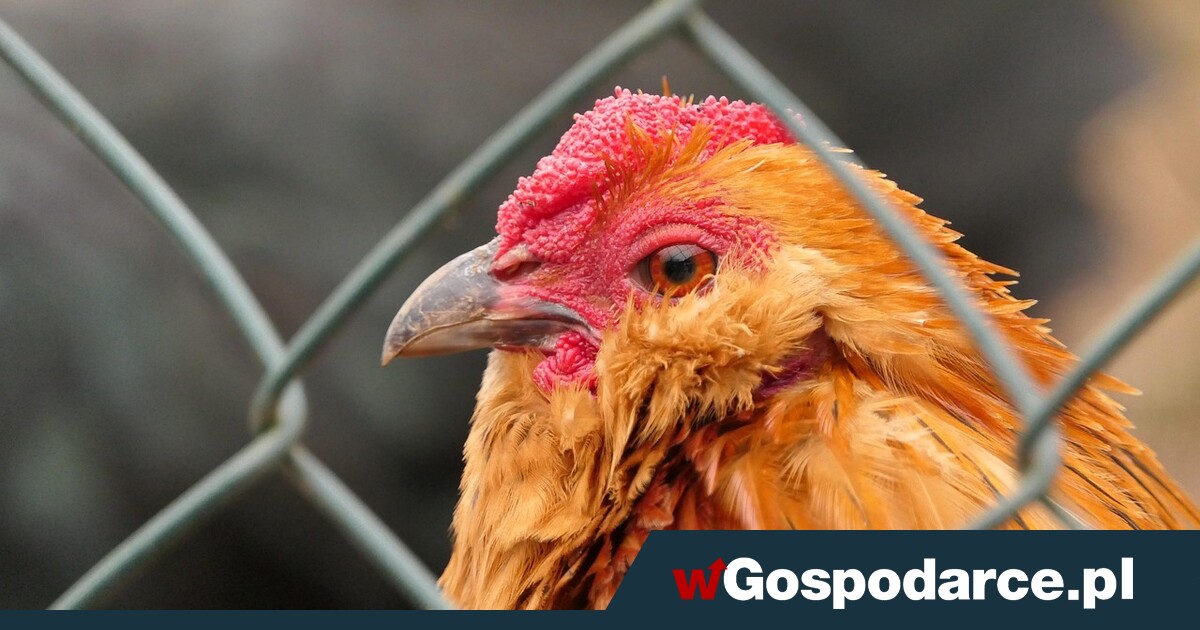 Rzeź drobiu! W tydzień straciliśmy milion kur