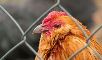 Rzeź drobiu! W tydzień straciliśmy milion kur