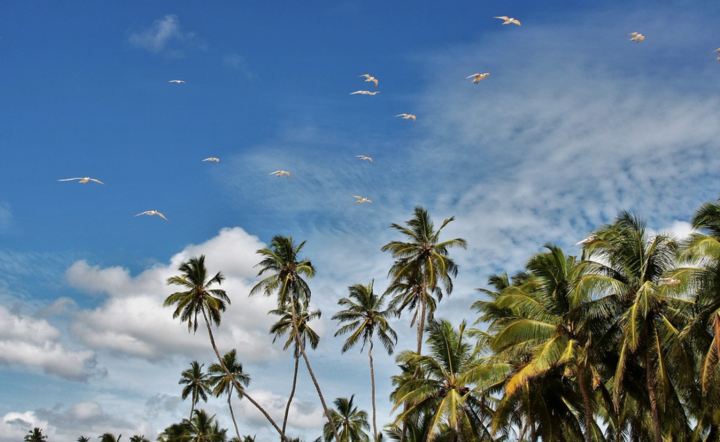 Sri Lanka / autor: Pixabay