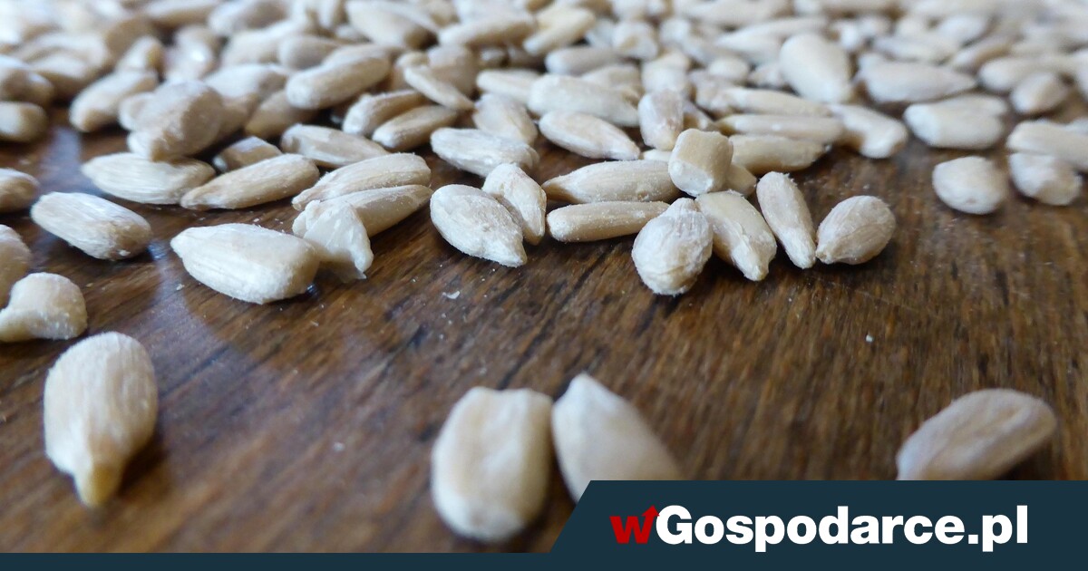 Toksyczny słonecznik z Argentyny. "Smacznego"