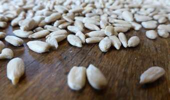 Toksyczny słonecznik z Argentyny. "Smacznego"