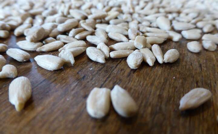 Toksyczny słonecznik z Argentyny. "Smacznego"