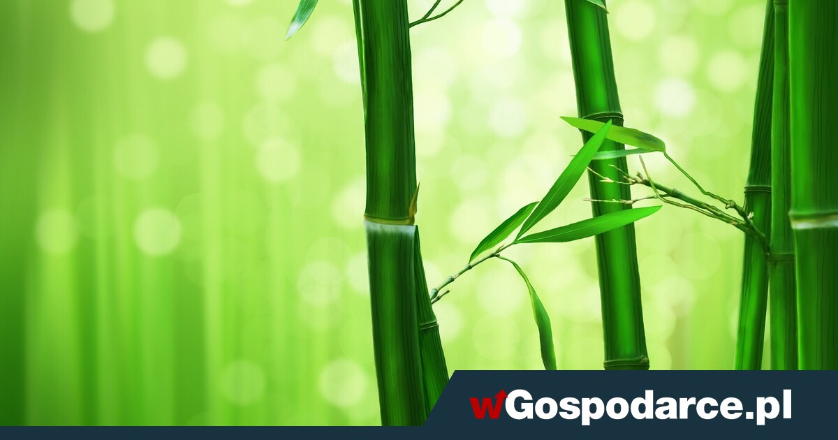 Bambus wyjątkowym kandydatem na... zdrową żywność