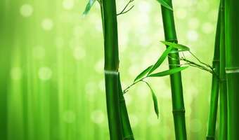 Bambus wyjątkowym kandydatem na... zdrową żywność