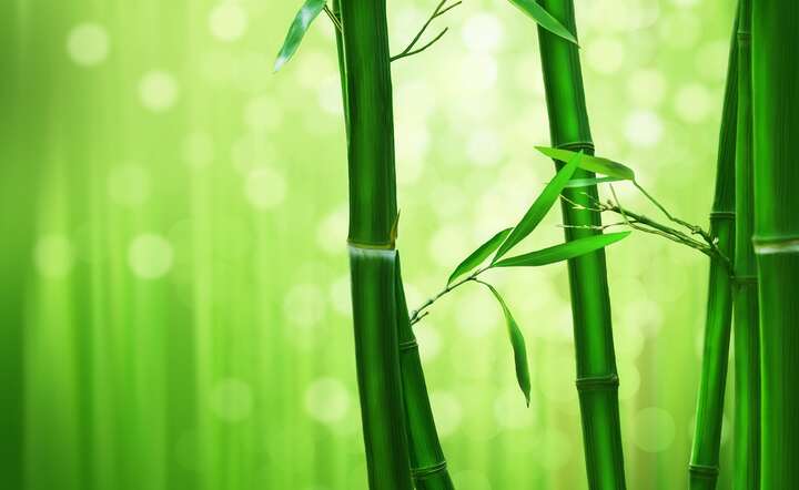 Bambus jest najszybciej rosnącą rośliną na Ziemi - może przyrastać nawet po 90 cm dziennie / autor: Pixabay