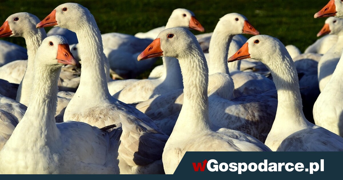 Czy Bruksela chce zgnieść polską branżę drobiarską?