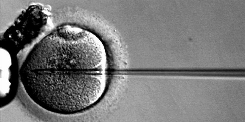 Fot. Wikimedia Commons