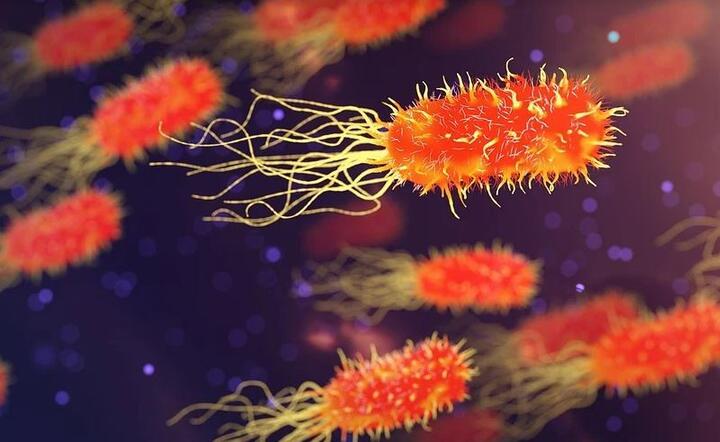 Popularna bakteria może zwiększać ryzyko Alzheimera