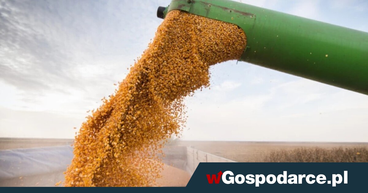 Produkcja zbóż w Chinach bije rekordy. Zagrozi Polsce?