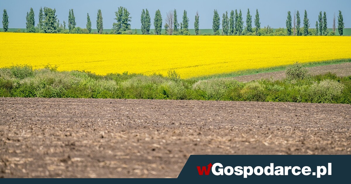 Czarnoziemy Ukrainy zagrożone