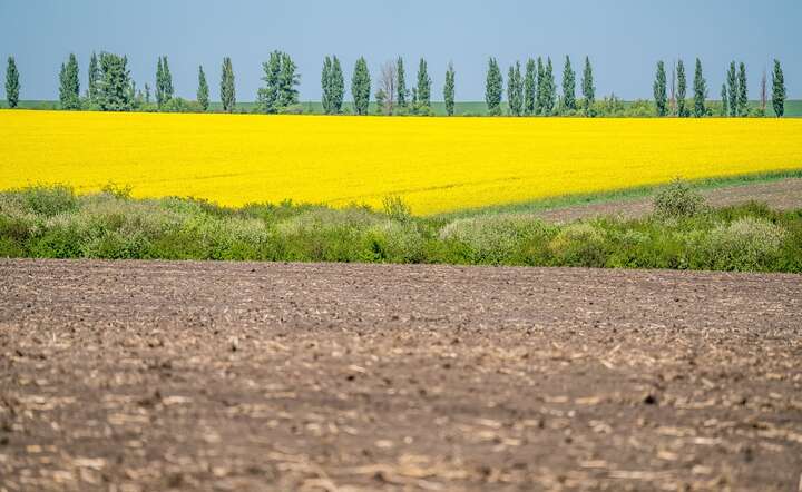 Pola na zachodniej Ukrainie z uprawą rzepaku / autor: Fratria /AS