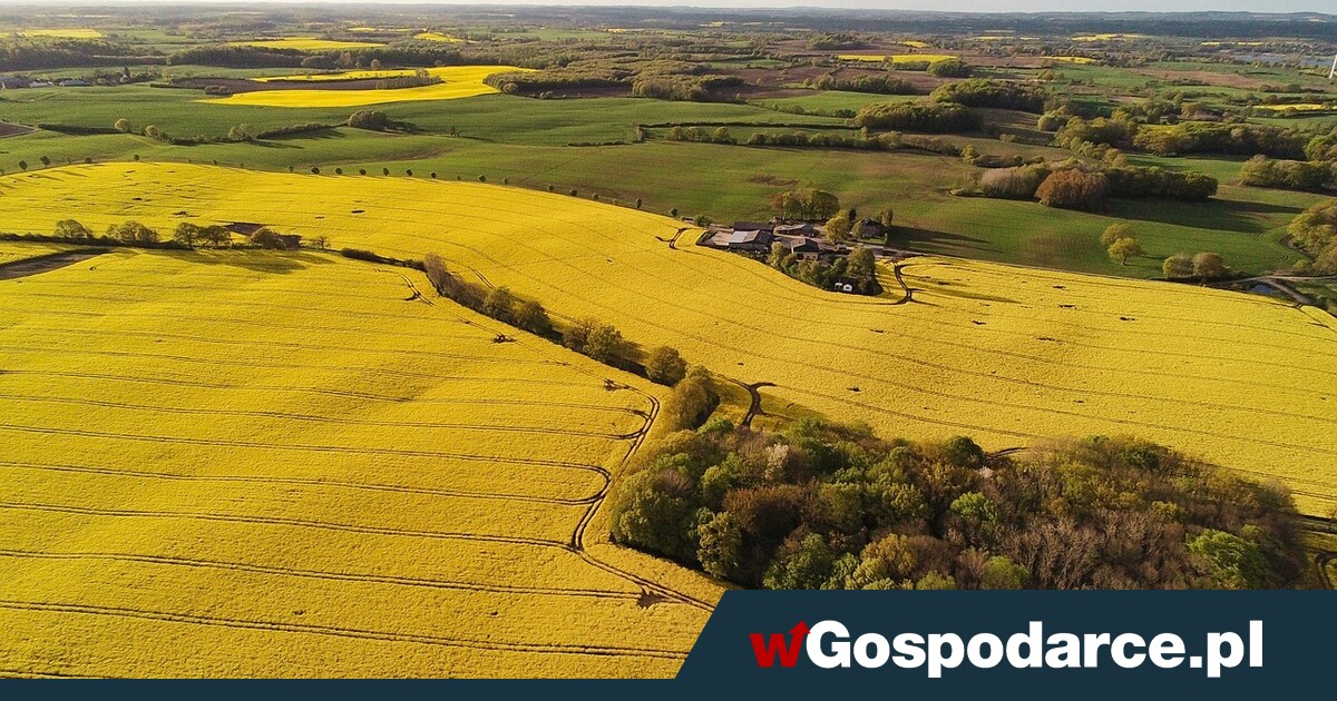 Rzepaku dużo, ale wciąż za mało