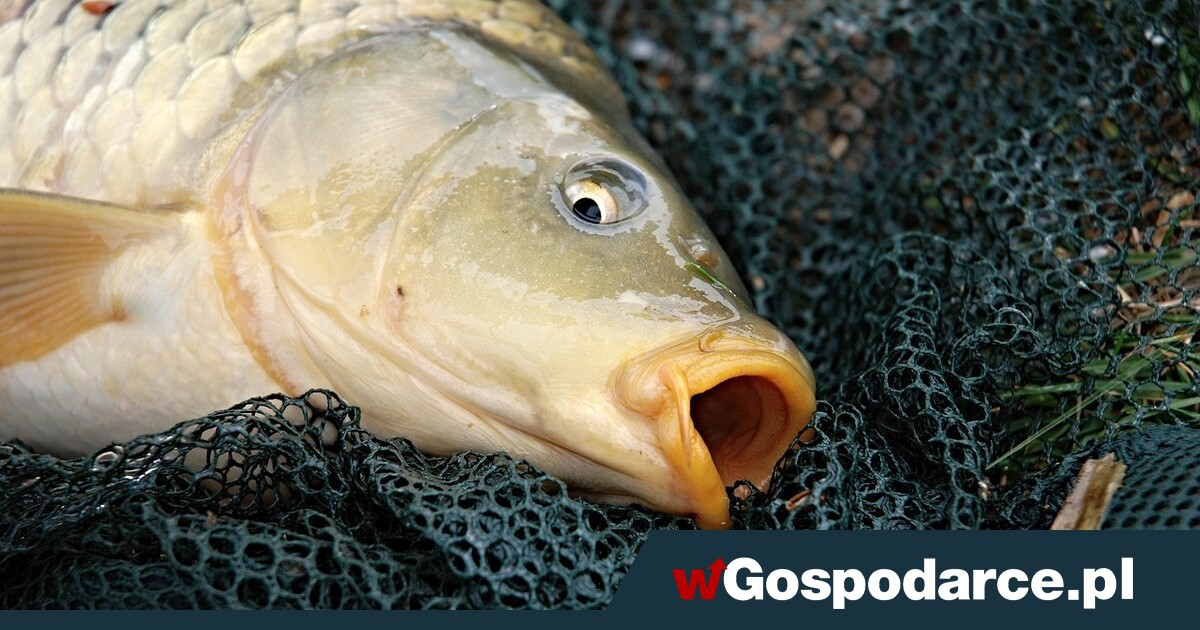 Karpie ratują święta. O dziwo, nie zdrożały!