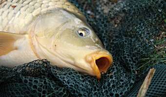 Karpie ratują święta. O dziwo, nie zdrożały!