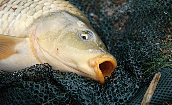 Susza i zimny maj zmniejszyły odłowy karpia / autor: Pixabay