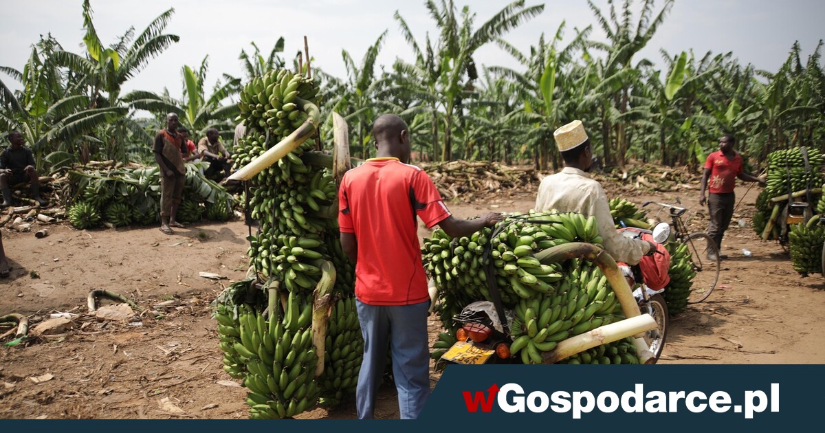 Żywność ze wspomaganiem. "Napędzana rosyjskimi nawozami"