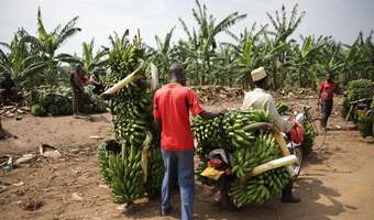 Żywność ze wspomaganiem. "Napędzana rosyjskimi nawozami"