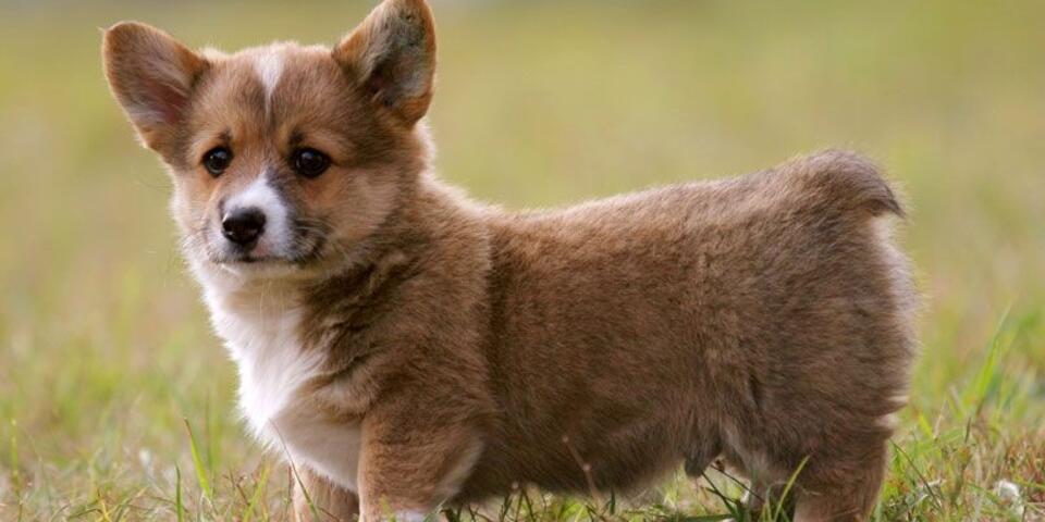 Fot. dooziedog.com