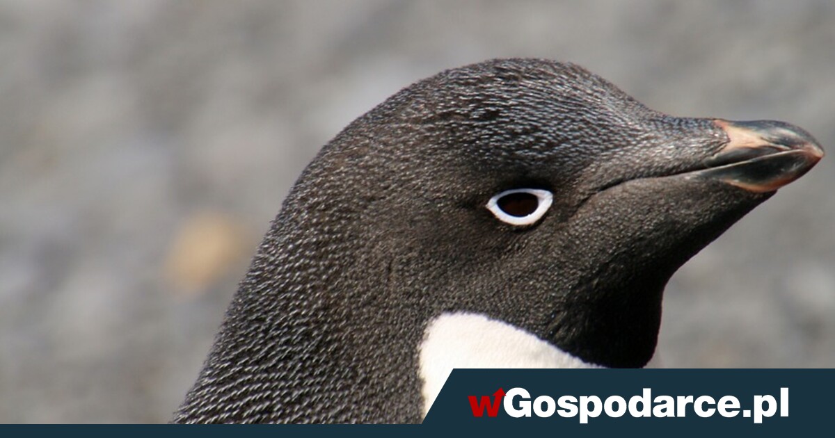 Czek od resortu nauki. Powstanie Polska Stacja Antarktyczna