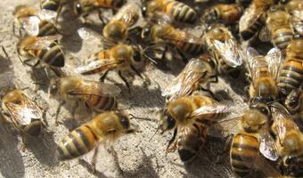 Greenpeace chce odbudować 3 mln populację pszczół