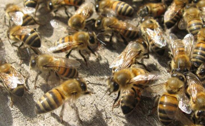 Greenpeace chce odbudować 3 mln populację pszczół