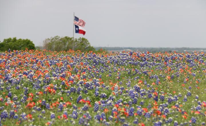 flagi USA i Teksasu / autor: Pixabay