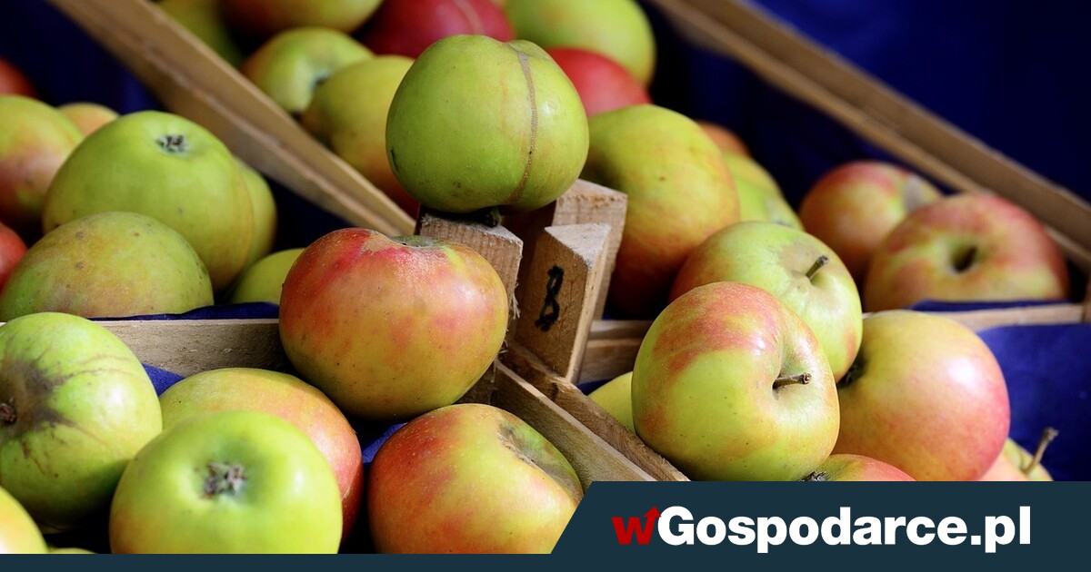 Kto się tuczy na drogich jabłkach?