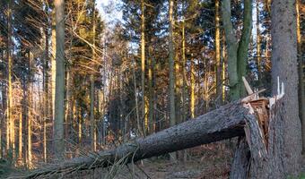 „wSieci”: Premier Tusk, seryjny Janosik