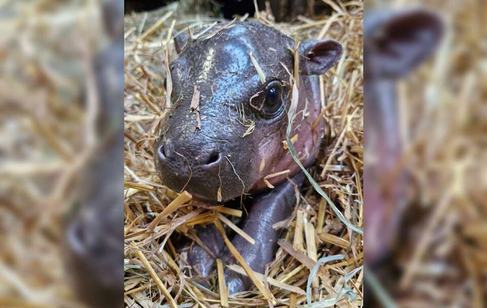 Na świat przyszła samiczka jednego z najrzadszych ssaków globu / autor: X/@gdansk