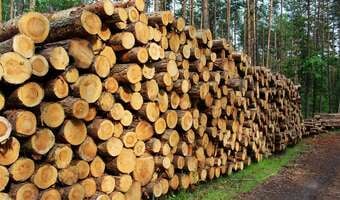 Drewno niezgody. Branża drzewna kontra resort klimatu