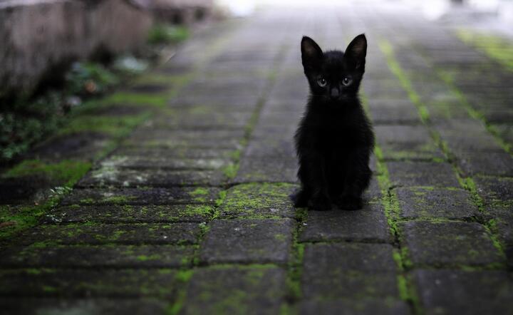 czarny kot (nie program) / autor: Pixabay