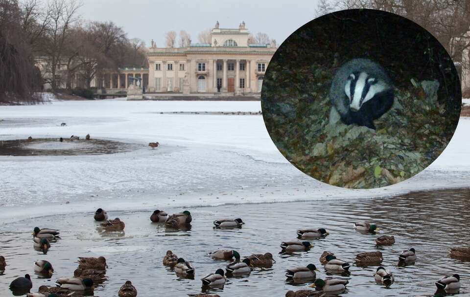 Łazienki Królewskie; Borsuk  / autor: Fratria/Łazienki Królewskie