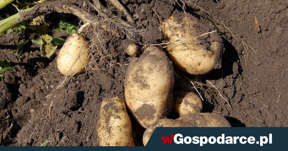 Handlarze mocno kombinują z młodymi ziemniakami