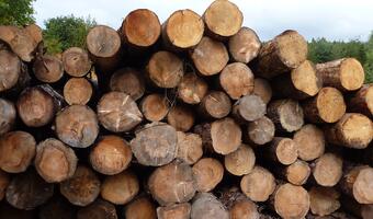 Przemysł drzewny: przerobimy każdą ilość drewna z wiatrołomów po nawałnicach
