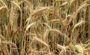 USA: 2,5 mld dol. na wsparcie rynku zbóż