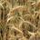 USA: 2,5 mld dol. na wsparcie rynku zbóż