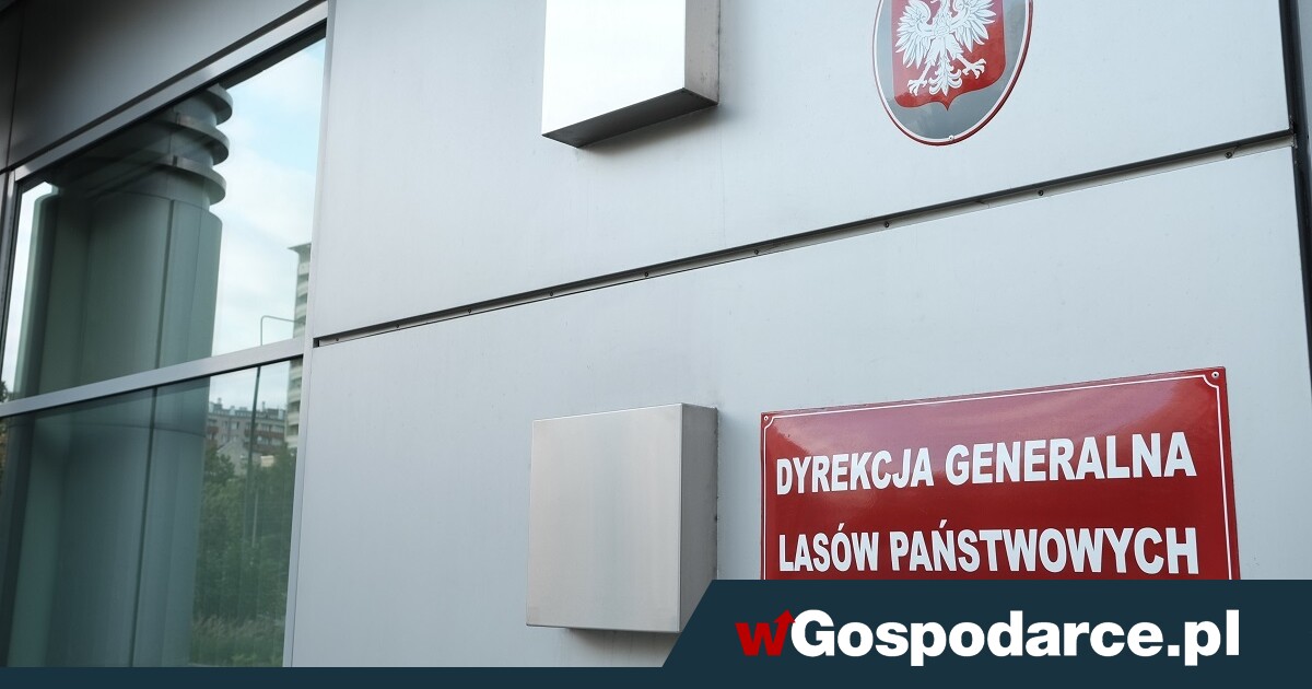 Urzędowy optymizm w Lasach Państwowych: będzie 400 mln zł