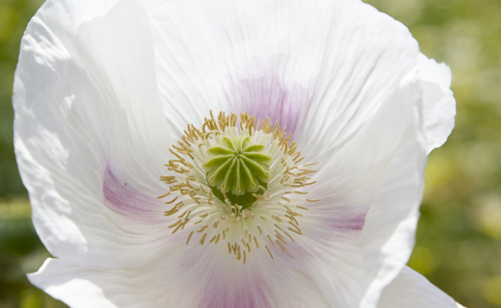 Pyłki roślin zwiększają liczbę zakażeń. / autor: Pixabay