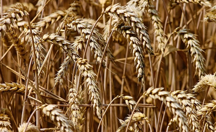 Rolnictwo. / autor: Pixabay