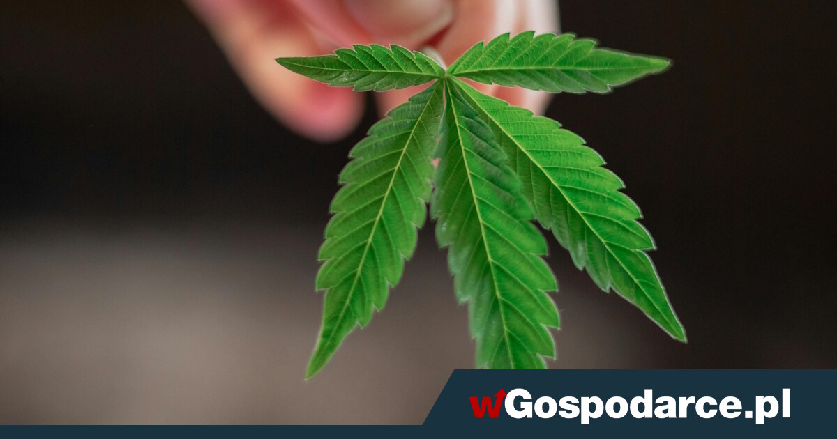 Niemcy. "Legalizacja narkotyków wymknęła się spod kontroli"