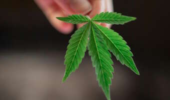 Niemcy. "Legalizacja narkotyków wymknęła się spod kontroli"