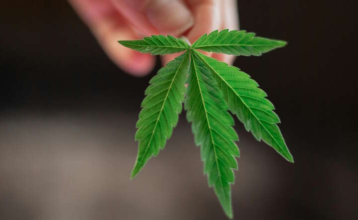 Niemcy. "Powstał tam największy w Europie legalny komercyjny rynek konopi" / autor: Pixabay/Pexels