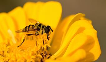 Badanie: pszczoły też potrzebują zbilansowanej diety