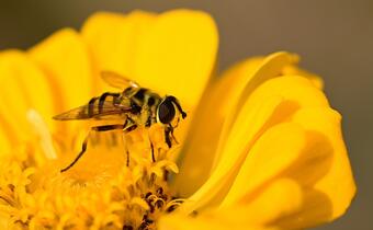 Badanie: pszczoły też potrzebują zbilansowanej diety