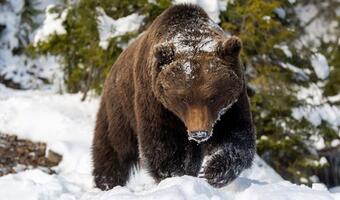 Pod Gerlachem przyrodnicy zastrzelili dwa niedźwiedzie