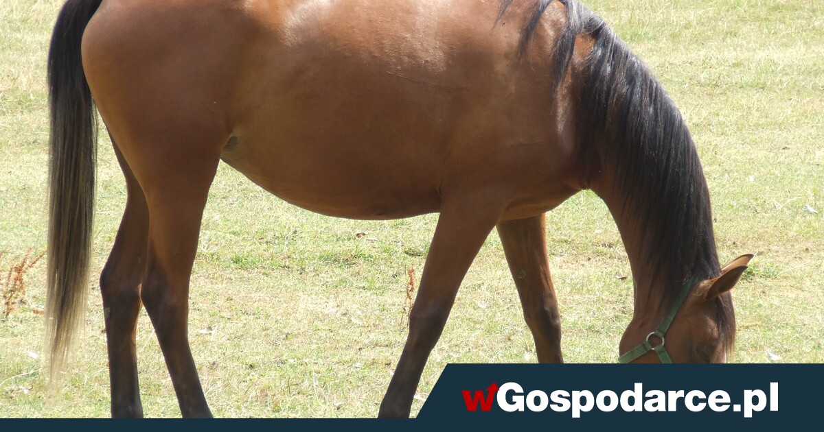 Konie arabskie z polskich stadnin. Warte miliony
