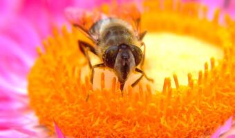 Pszczoły mają się dobrze w Polsce - populacja tych pożytecznych owadów w naszym kraju stale rośnie