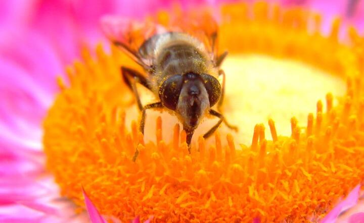 Pszczoły mają się dobrze w Polsce - populacja tych pożytecznych owadów w naszym kraju stale rośnie